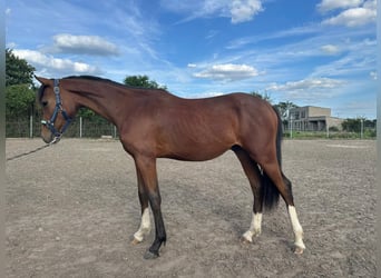 Small German riding horse, Stallion, 2 years, 15,1 hh, , in Jütrichau