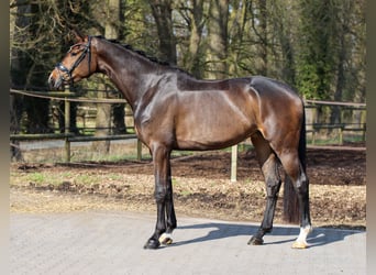 Danish Warmblood, Mare, 4 years, 17 hh, Bay-Dark