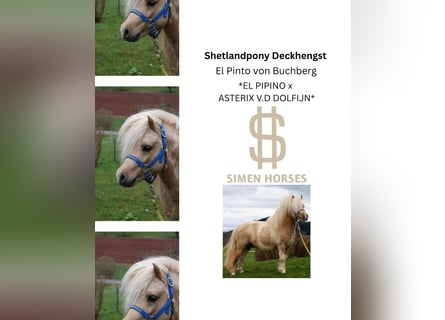 Shetland Ponies, Stallion, 18 years, 9,2 hh, Pinto