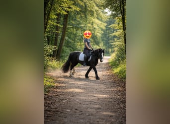 Gypsy Horse, Mare, 5 years, 14,1 hh, Black, in Bad Berleburg