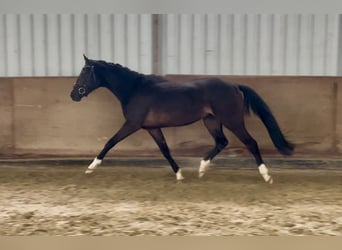 Hanoverian, Mare, 3 years, 15,1 hh, Bay-Dark, in Schwanewede