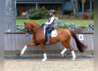 Other Warmbloods, Gelding, 12 years, 16 hh, Chestnut, in Califon New Jersey