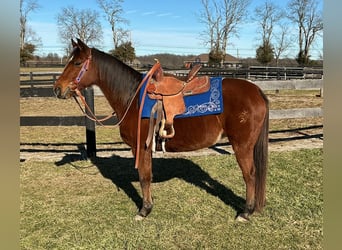 American Quarter Horse, Mare, 8 years, 13,1 hh, Bay, in Lexington