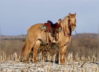 Fjord Horses Mix, Mare, 4 years, 15,1 hh, Red Dun