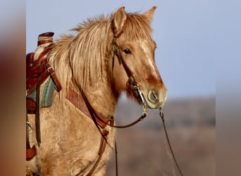 Fjord Horses Mix, Mare, 4 years, 15,1 hh, Red Dun