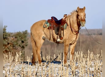 Fjord Horses Mix, Mare, 4 years, 15,1 hh, Red Dun