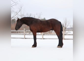 Friesian horses, Gelding, 5 years, 17 hh, Black