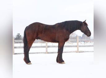 Friesian horses, Gelding, 5 years, 17 hh, Black