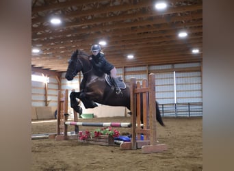 Friesian horses, Gelding, 5 years, 17 hh, Black