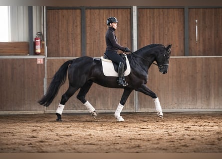 German Riding Horse, Gelding, 4 years, 16,3 hh, Black
