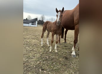 German Riding Horse, Mare, Foal (03/2026), 16,1 hh, Chestnut-Red