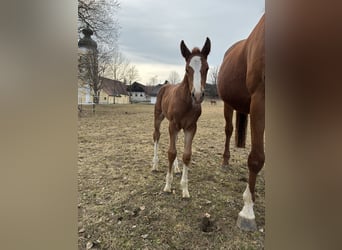German Riding Horse, Mare, Foal (03/2026), 16,1 hh, Chestnut-Red