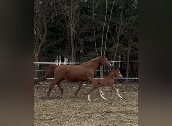 German Riding Horse, Mare, Foal (03/2026), 16,1 hh, Chestnut-Red