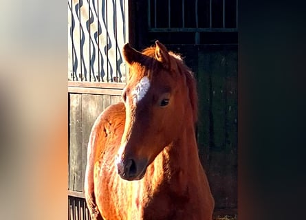 German Riding Horse, Stallion, Foal (01/2026), 16,2 hh, Chestnut