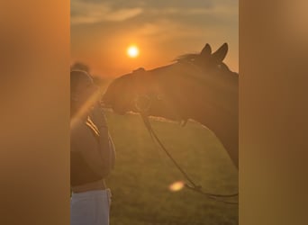 German Riding Pony, Gelding, 13 years, 14,1 hh, Brown