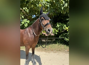 German Riding Pony, Gelding, 13 years, 14,1 hh, Brown