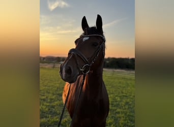 German Riding Pony, Gelding, 13 years, 14,1 hh, Brown
