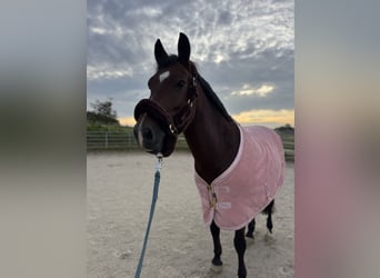 German Riding Pony, Gelding, 13 years, 14,1 hh, Brown