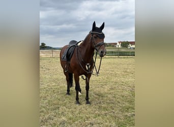 German Riding Pony, Gelding, 13 years, 14,1 hh, Brown
