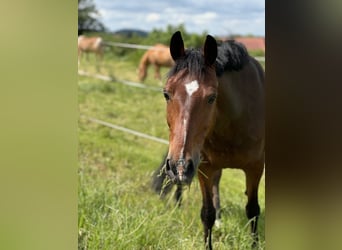 German Riding Pony, Gelding, 13 years, 14,1 hh, Brown