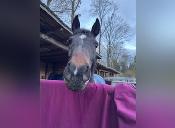 German Riding Pony, Gelding, 13 years, 14,2 hh, Bay-Dark