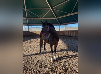 German Riding Pony, Gelding, 13 years, 14,2 hh, Bay-Dark