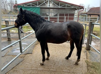 German Riding Pony, Gelding, 13 years, 14,2 hh, Bay-Dark