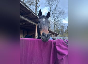 German Riding Pony, Gelding, 13 years, 14,2 hh, Bay-Dark