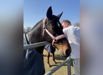 German Riding Pony, Gelding, 13 years, 14,2 hh, Bay-Dark