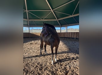 German Riding Pony, Gelding, 13 years, 14,2 hh, Bay-Dark