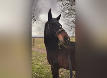 German Riding Pony, Gelding, 13 years, 14,2 hh, Bay-Dark