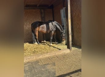German Riding Pony, Gelding, 13 years, 14,2 hh, Bay-Dark