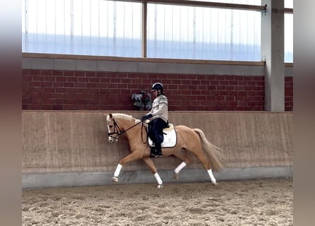 German Riding Pony, Gelding, 5 years, 14,1 hh, Palomino