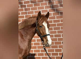 German Riding Pony, Mare, 3 years, 14,1 hh, Chestnut-Red