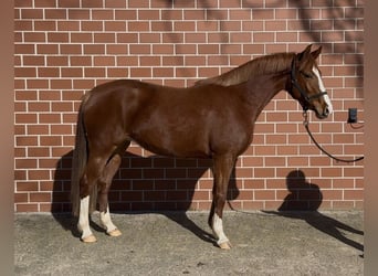 German Riding Pony, Mare, 3 years, 14,1 hh, Chestnut-Red