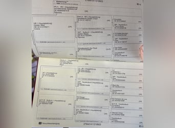 German Riding Pony, Mare, 3 years, 14,1 hh, Chestnut-Red