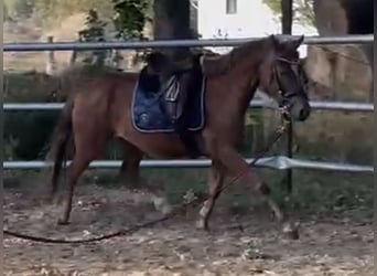German Riding Pony, Mare, 5 years, 13,2 hh, Chestnut-Red