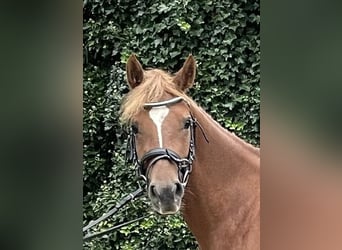 German Riding Pony, Mare, 5 years, 13,2 hh, Chestnut-Red