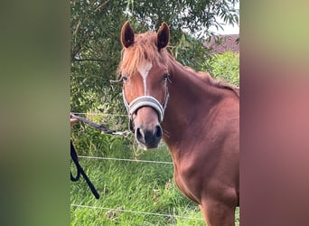 German Riding Pony, Mare, 5 years, 13,2 hh, Chestnut-Red