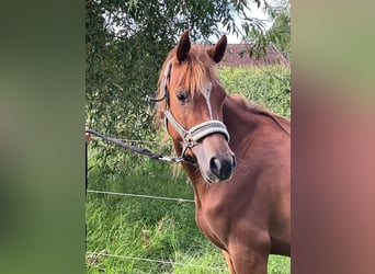 German Riding Pony, Mare, 5 years, 13,2 hh, Chestnut-Red
