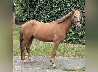 German Riding Pony, Mare, 5 years, 13,2 hh, Chestnut-Red