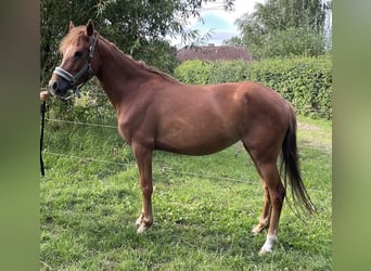 German Riding Pony, Mare, 5 years, 13,2 hh, Chestnut-Red