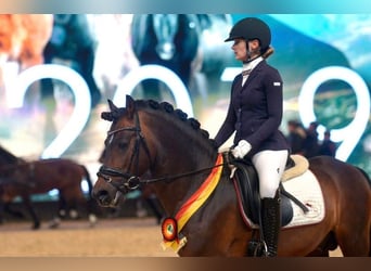 German Riding Pony, Stallion, 16 years, 14,1 hh, Brown