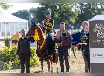 German Riding Pony, Stallion, 6 years, 14,1 hh, Chestnut-Red