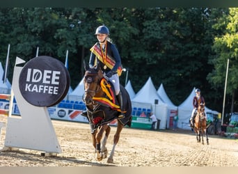 German Riding Pony, Stallion, 6 years, 14,1 hh, Chestnut-Red