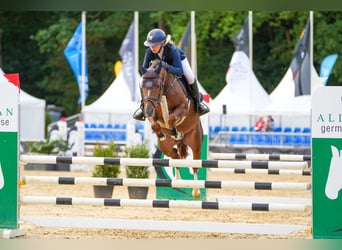 German Riding Pony, Stallion, 6 years, 14,1 hh, Chestnut-Red