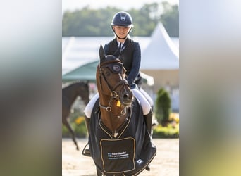 German Riding Pony, Stallion, 6 years, 14,1 hh, Chestnut-Red