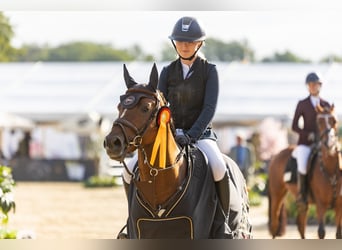 German Riding Pony, Stallion, 6 years, 14,1 hh, Chestnut-Red