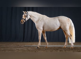 German Riding Pony, Stallion, 4 years, 14,1 hh, Palomino