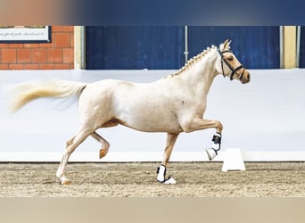 German Riding Pony, Stallion, 4 years, 14,1 hh, Palomino